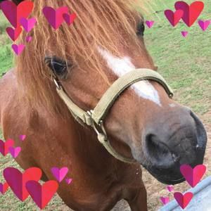 Meet your Posher, Hazel